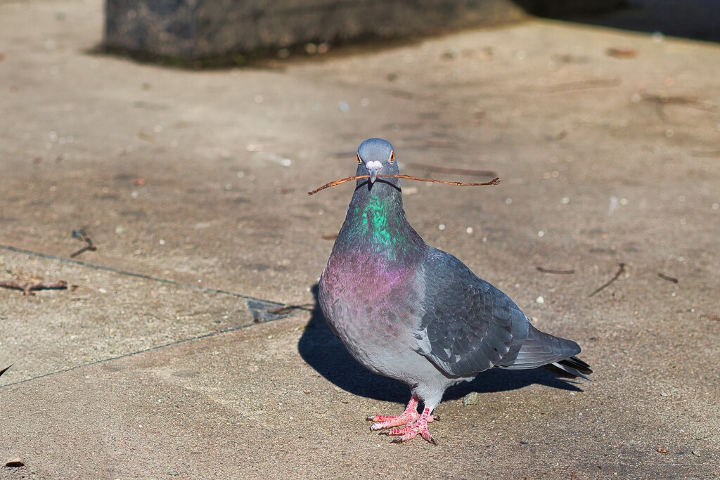 Pigeon by okvalle
