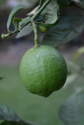 7th Mar 2024 - Green Lemon on tree