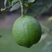 Green Lemon on tree by mdry