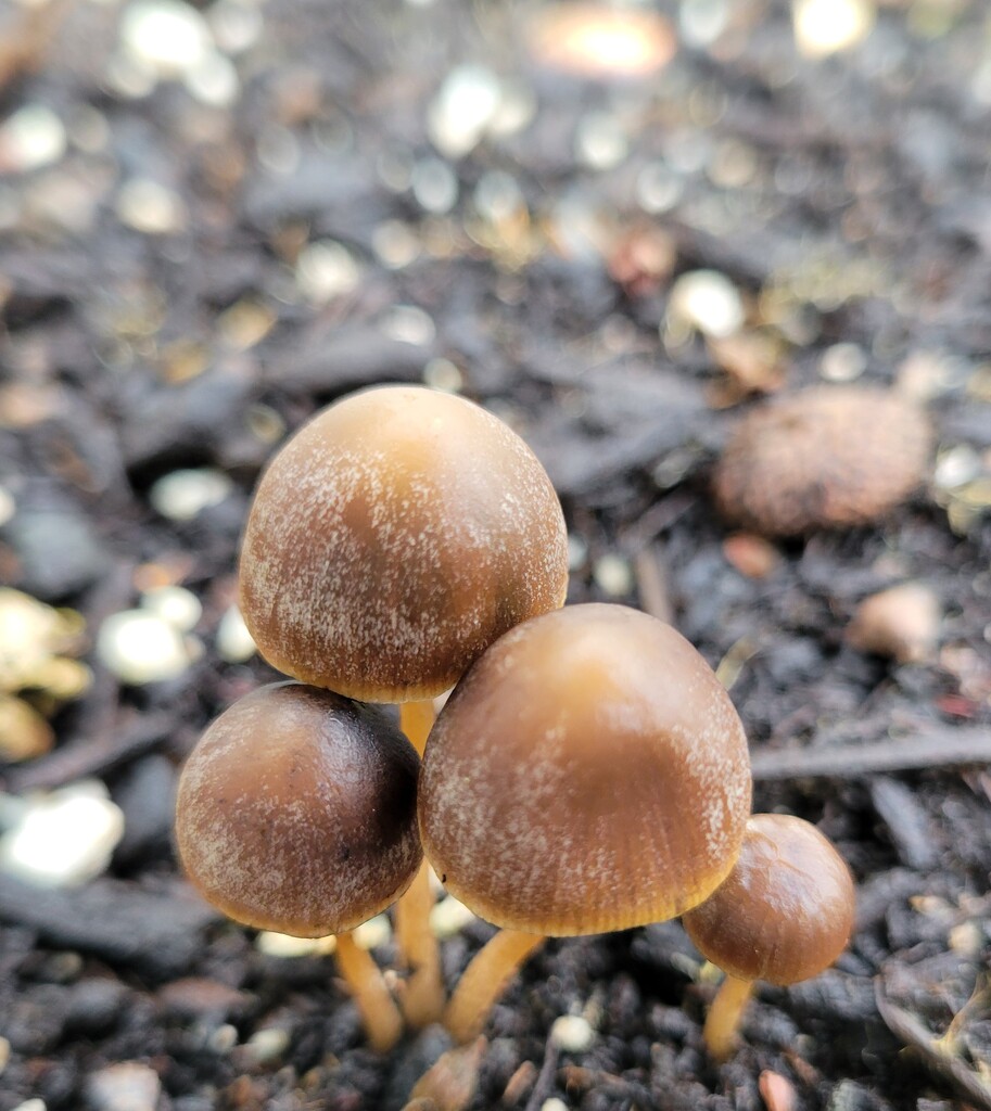 Tiny Mushrooms by kimmer50
