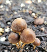 6th Mar 2024 - Tiny Mushrooms