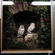 7th Mar 2024 - Three Little Owls