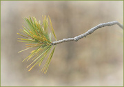 7th Mar 2024 - Pine Tree Branch