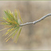 Pine Tree Branch by gardencat