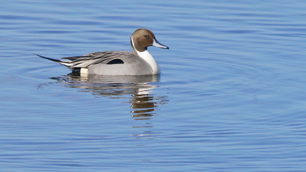 PINTAIL by markp