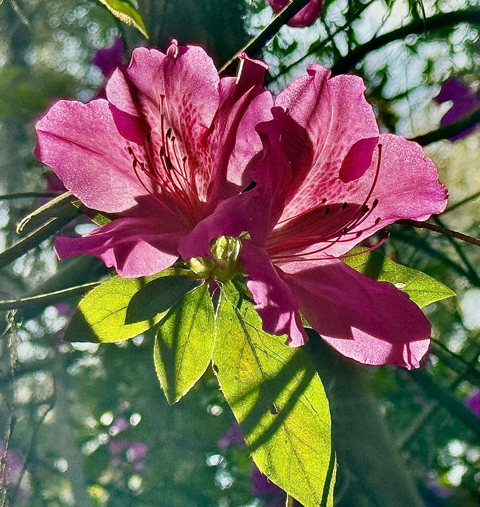 Backlit azaleas by congaree