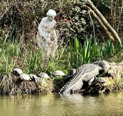 6th Mar 2024 - One tourist got way too close to this gator at Magnolia Gardens the other  day.  