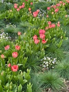 6th Mar 2024 - Tulips at Magnolia Gardens