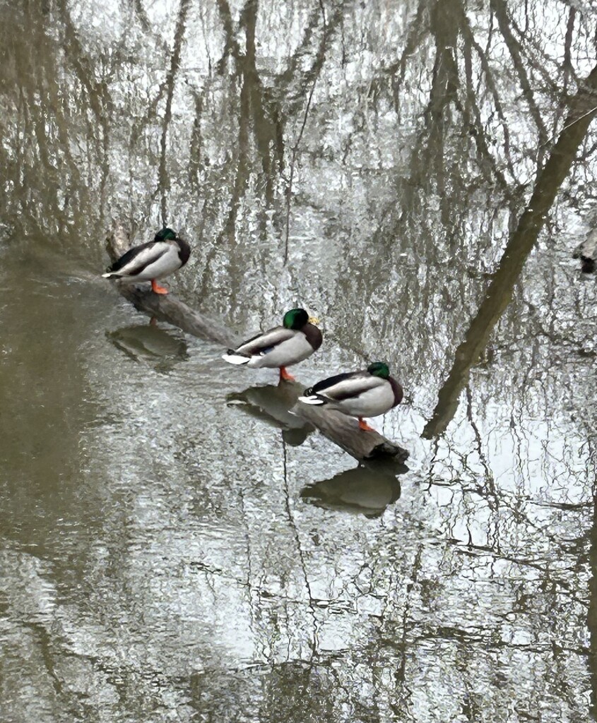 Ducks by dolores