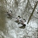 Ducks by dolores