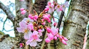 7th Mar 2024 - Cherry Blossom