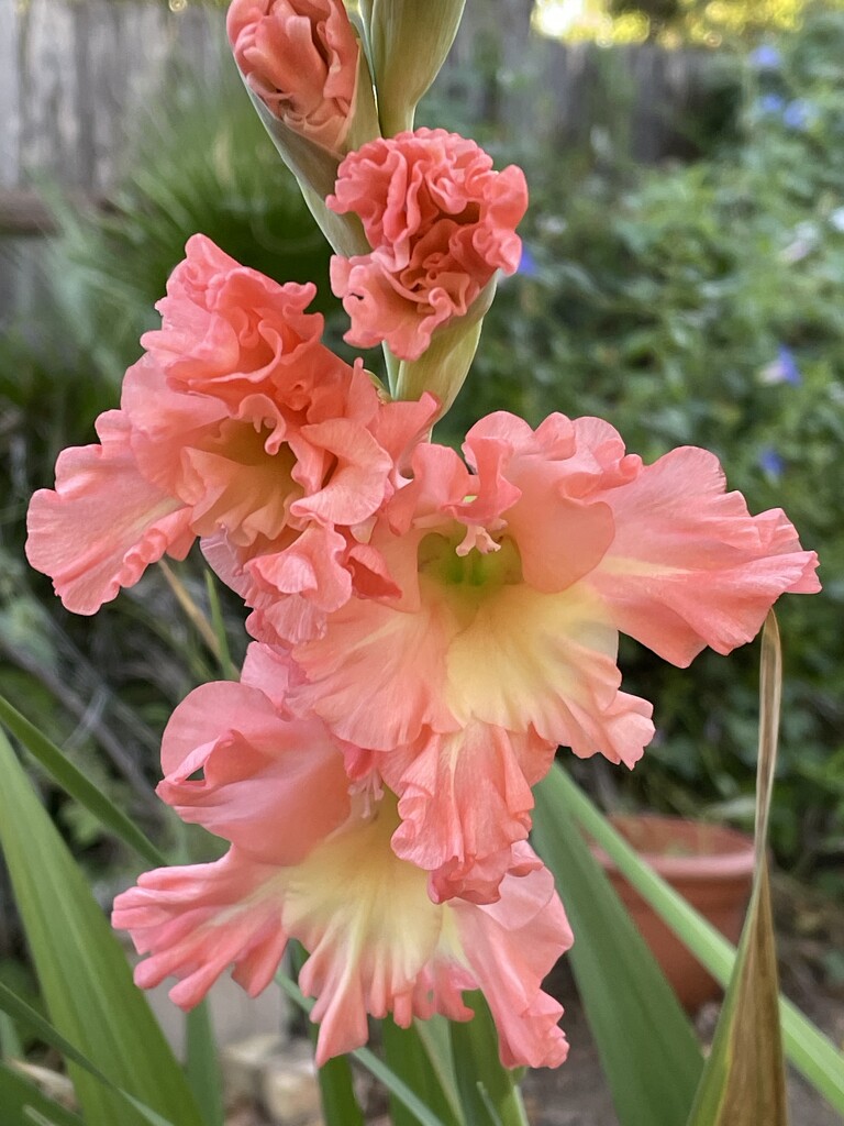 Gladiolus by robwing