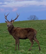 7th Mar 2024 - Surveying his Territory 