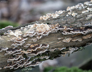 7th Mar 2024 - Bracket Fungi