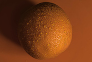 5th Mar 2024 - An Orange on Orange