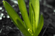 7th Mar 2024 - Hyacinths in Progress