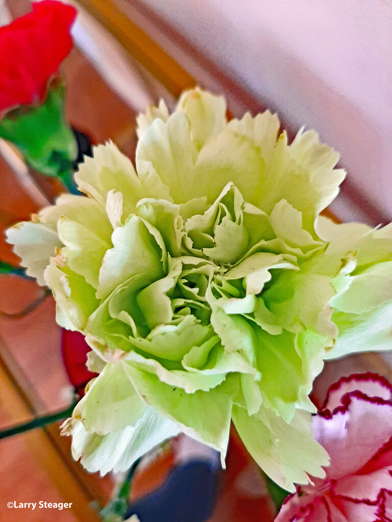 Green carnation by larrysphotos