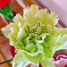 Green carnation by larrysphotos
