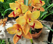 7th Mar 2024 - Orange and red orchid