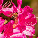 Bee on the Azalea! by rickster549