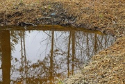 6th Mar 2024 - Pond Reflection