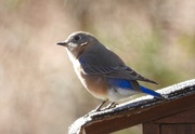 8th Mar 2024 - Female bluebird...