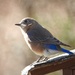 Female bluebird... by marlboromaam