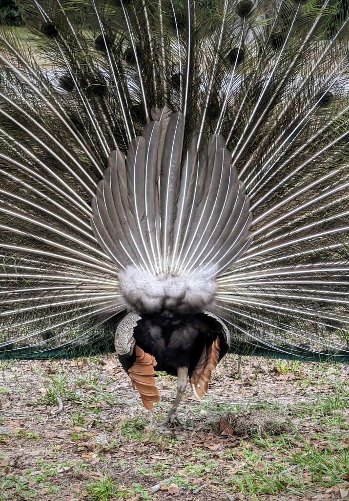 Peacock Strut by photohoot