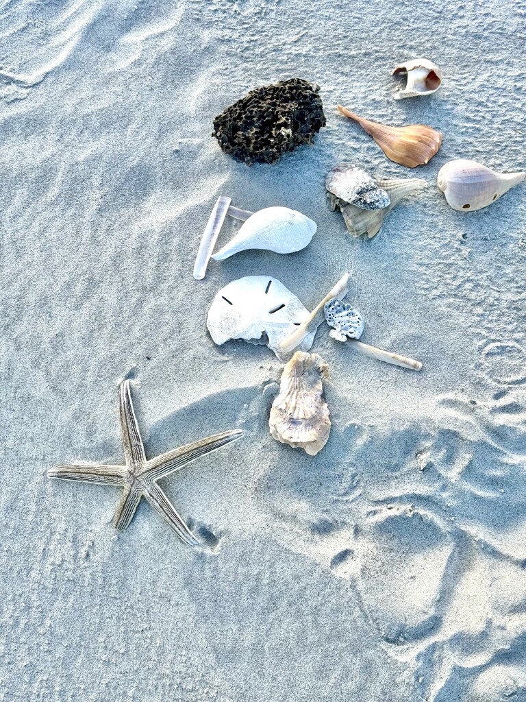 Beach Finds by k9photo