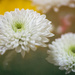 Sweet Sweet Flowers by mistyhammond