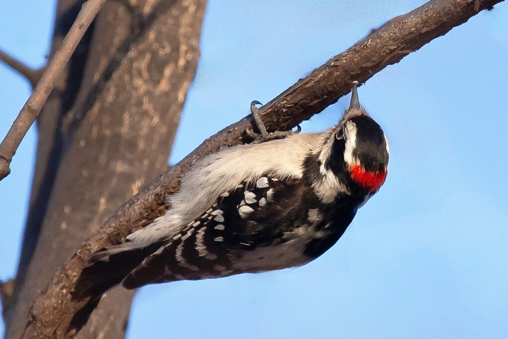 Downy woodpecker. by bobbic