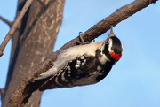 8th Mar 2024 - Downy woodpecker.