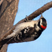 Downy woodpecker. by bobbic