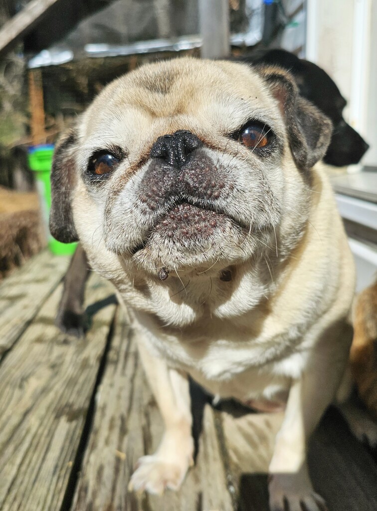 My elderly pug by pawsalmighty2015