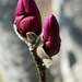 Almost Ready to Bloom by milaniet