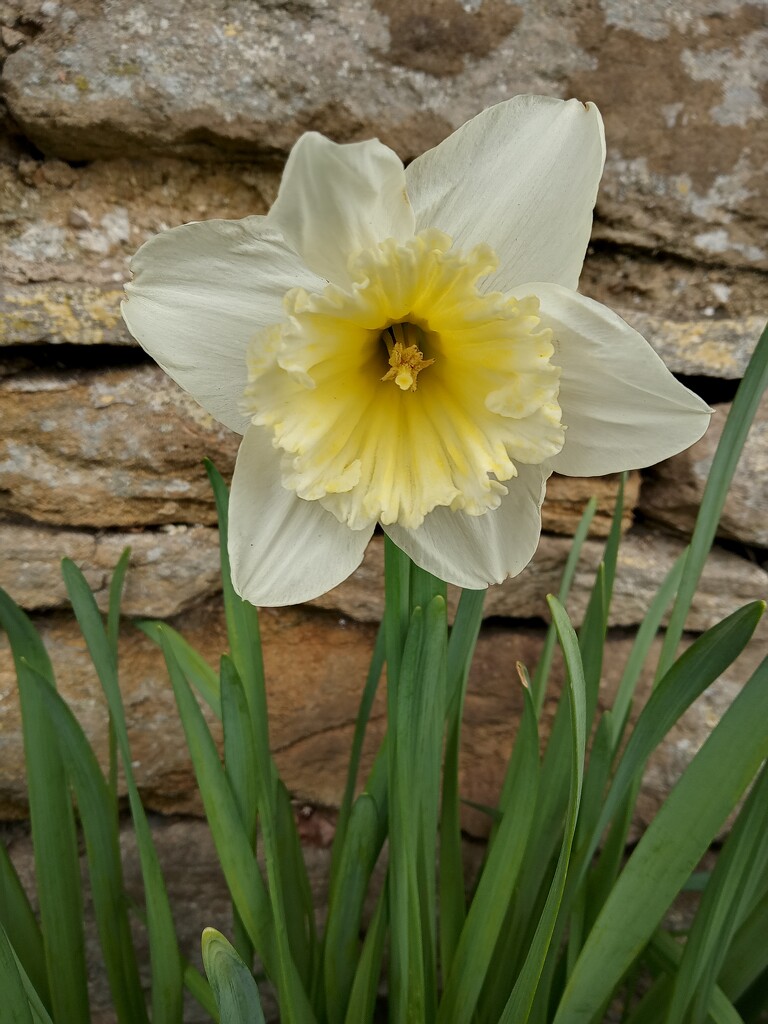 A lighter version daffodil by 365projectorgjoworboys