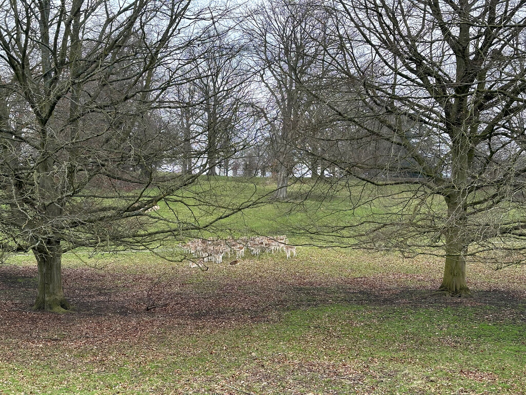 A Herd of Fallow Deer by 365projectmaxine