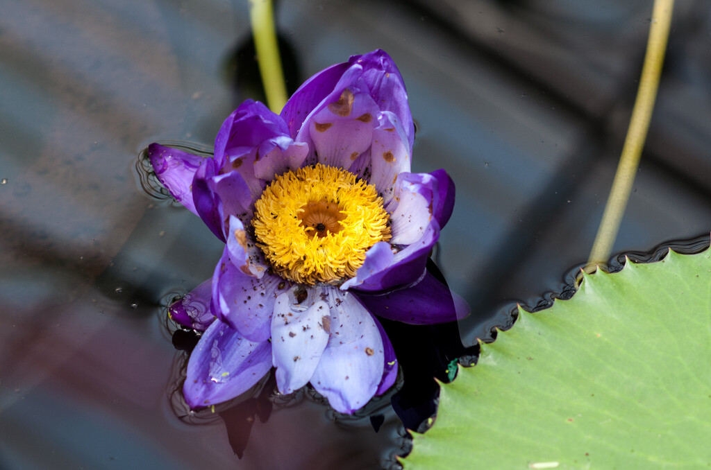 purple waterlily  by brigette