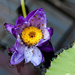 purple waterlily  by brigette