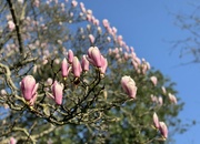 8th Mar 2024 - Magnolia Tree