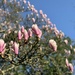 Magnolia Tree by jeremyccc