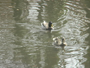 8th Mar 2024 - Male Chasing Female Duck