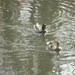Male Chasing Female Duck by sfeldphotos