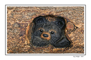 7th Mar 2024 - Bear Carving