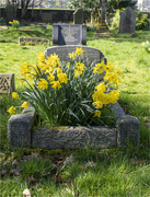 8th Mar 2024 - Peaceful Daffodils