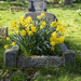 Peaceful Daffodils by pcoulson