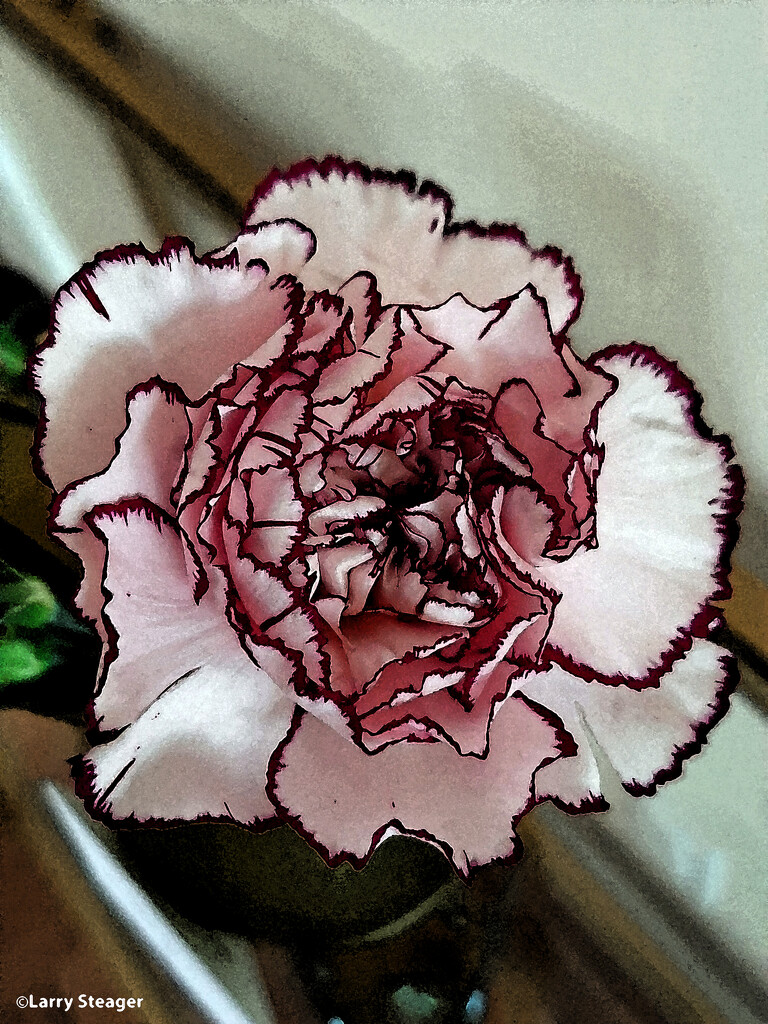 Purple and white carnation artistic  by larrysphotos