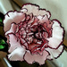 Purple and white carnation artistic  by larrysphotos
