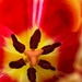 Tulip by gaillambert
