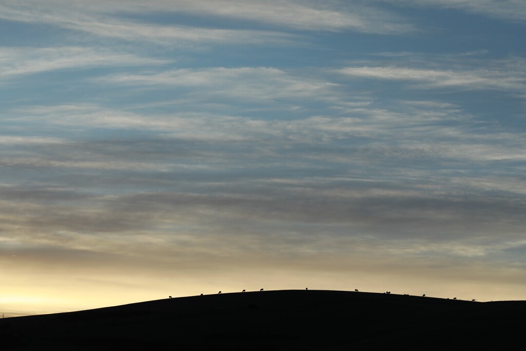sky sheep hill by wenbow